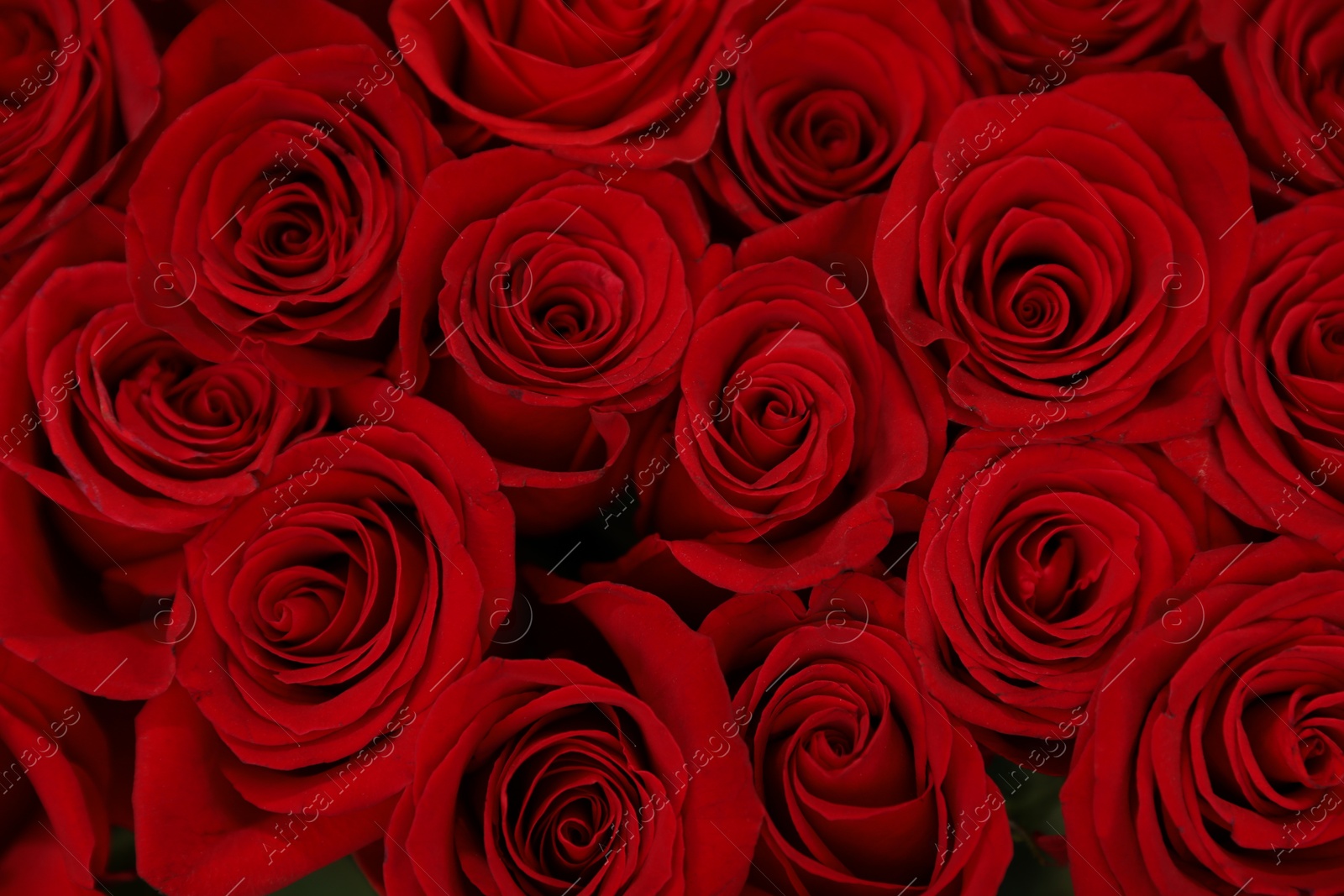 Photo of Beautiful red roses as background, closeup. Floral decor