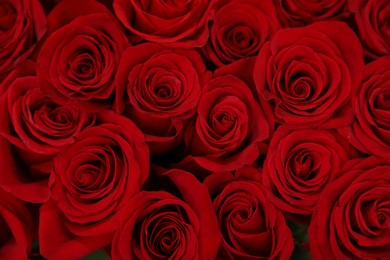 Photo of Beautiful red roses as background, closeup. Floral decor