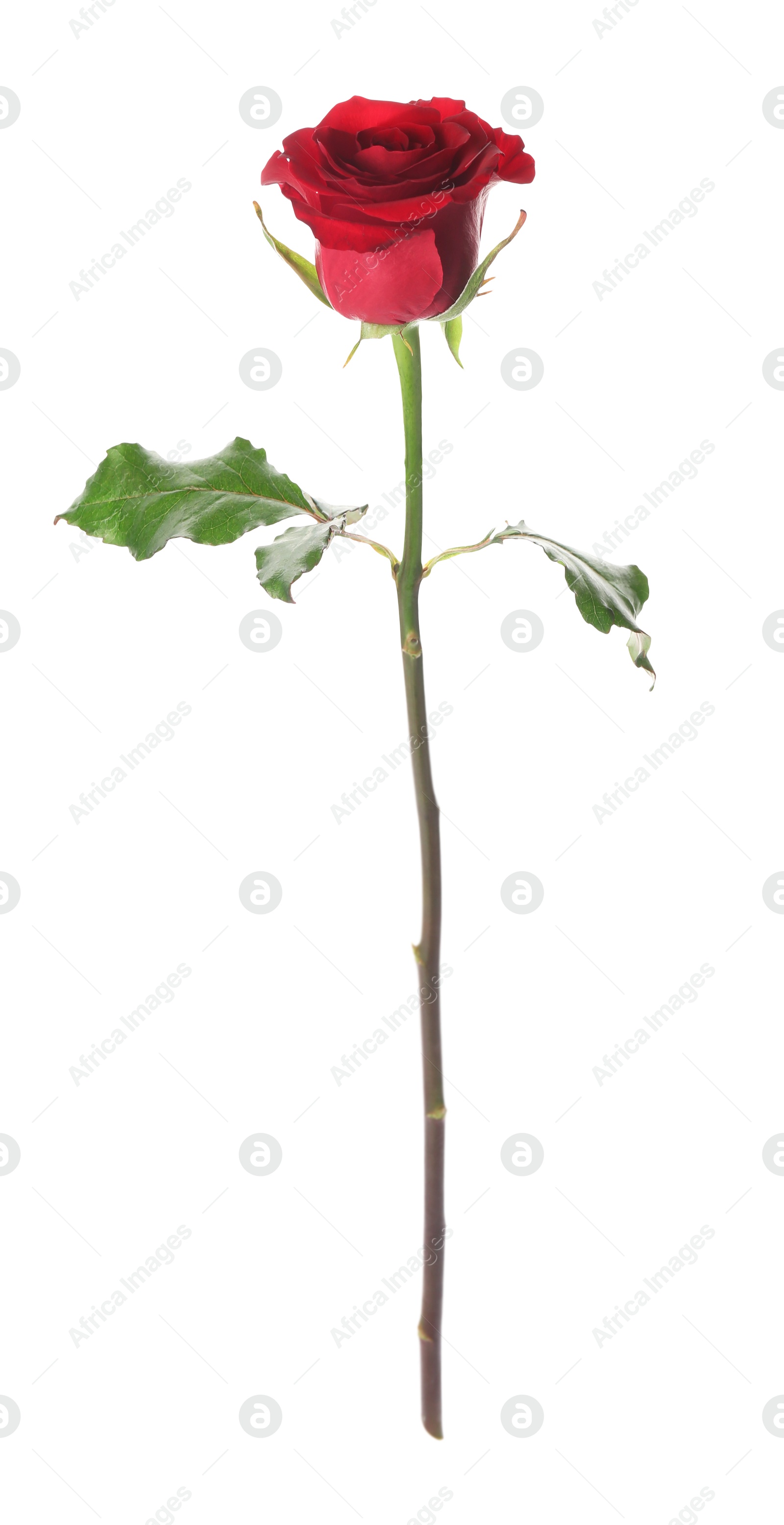 Photo of Beautiful red rose on white background. St. Valentine's day celebration