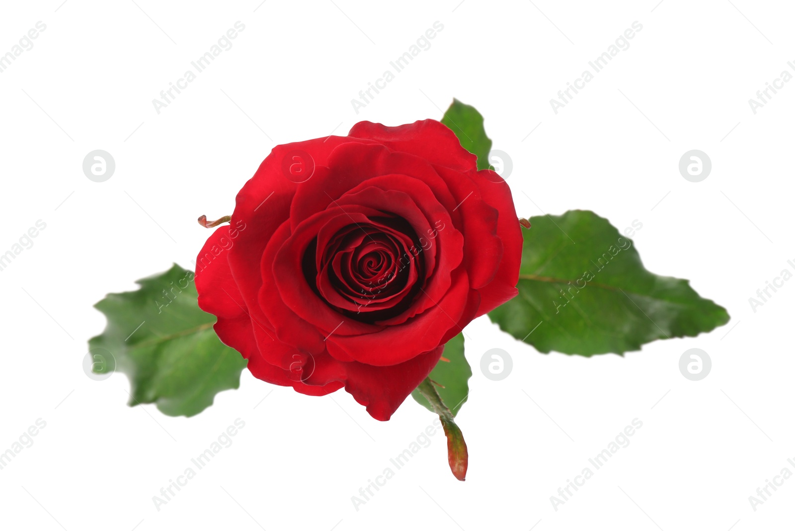 Photo of Beautiful red rose on white background. St. Valentine's day celebration