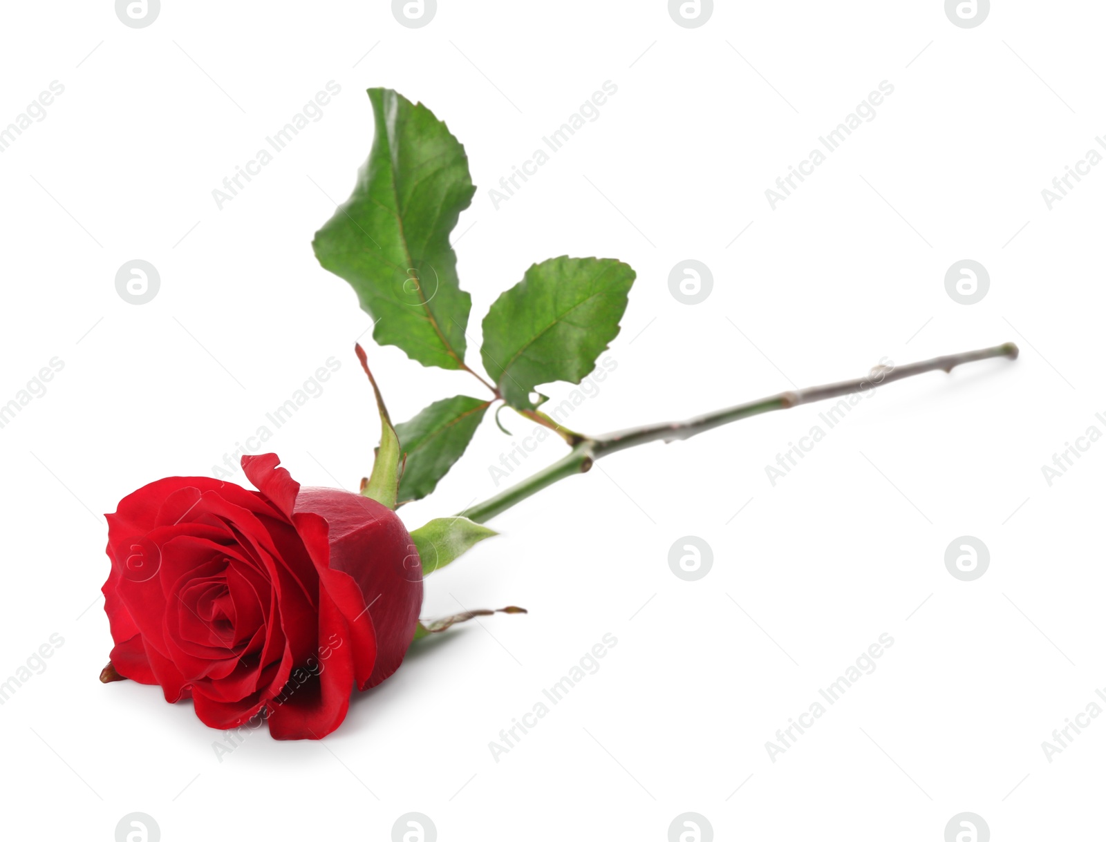 Photo of Beautiful red rose on white background. St. Valentine's day celebration