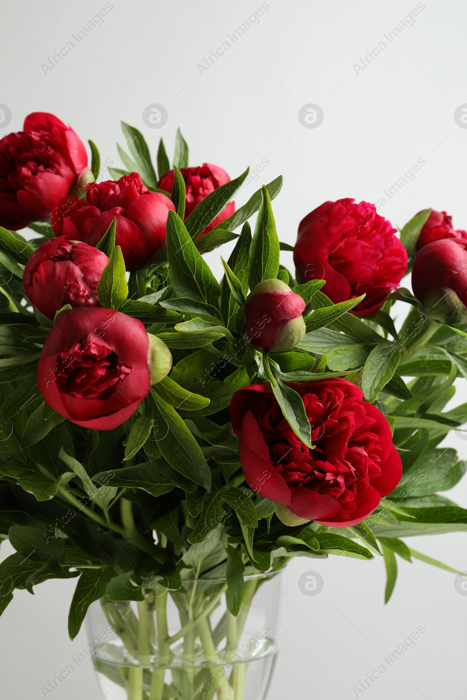 Photo of Beautiful bouquet of red peony flowers in glass vase on white background