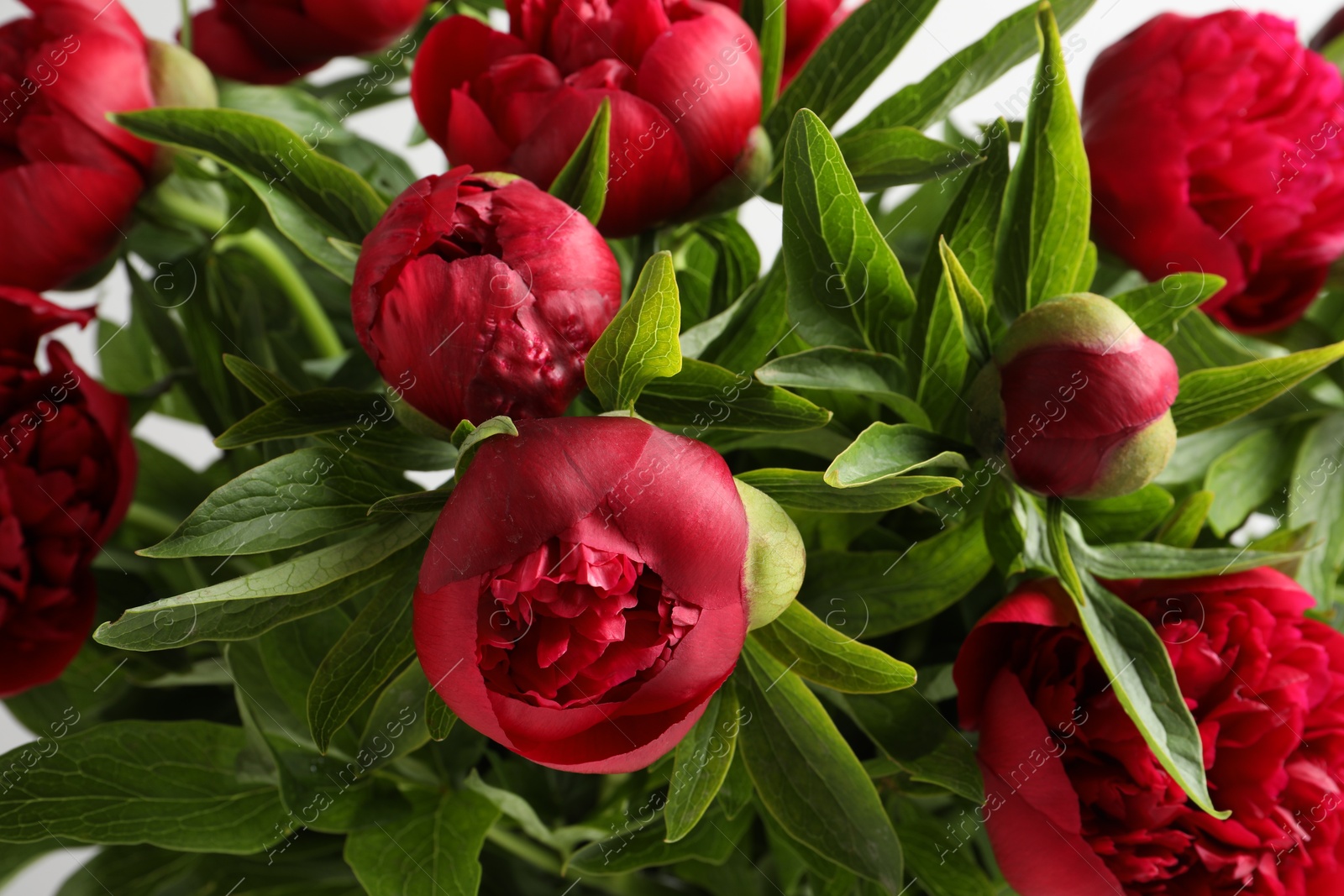 Photo of Beautiful bouquet of red peony flowers, closeup