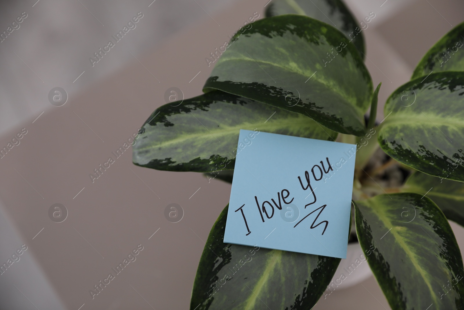 Photo of Paper note with handwritten words I Love You on houseplant