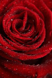 Photo of Beautiful red rose flower with water drops as background, closeup