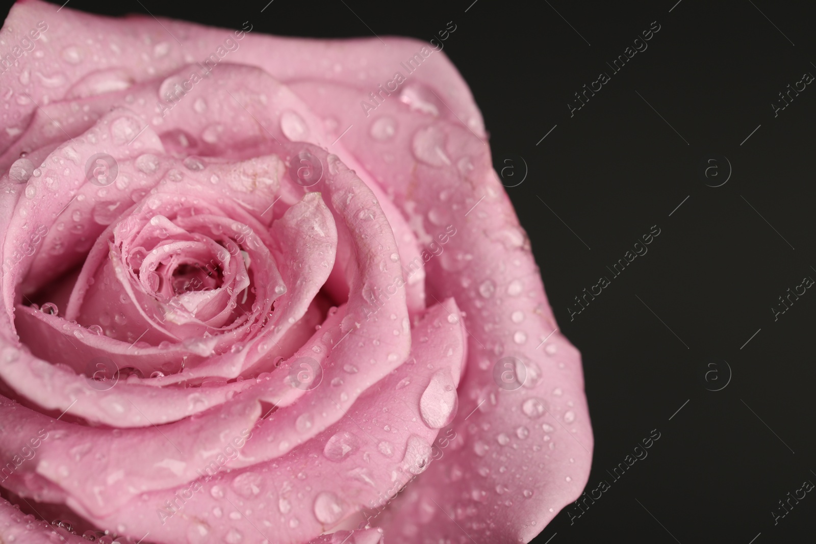 Photo of Beautiful pink rose flower with water drops on black background, closeup