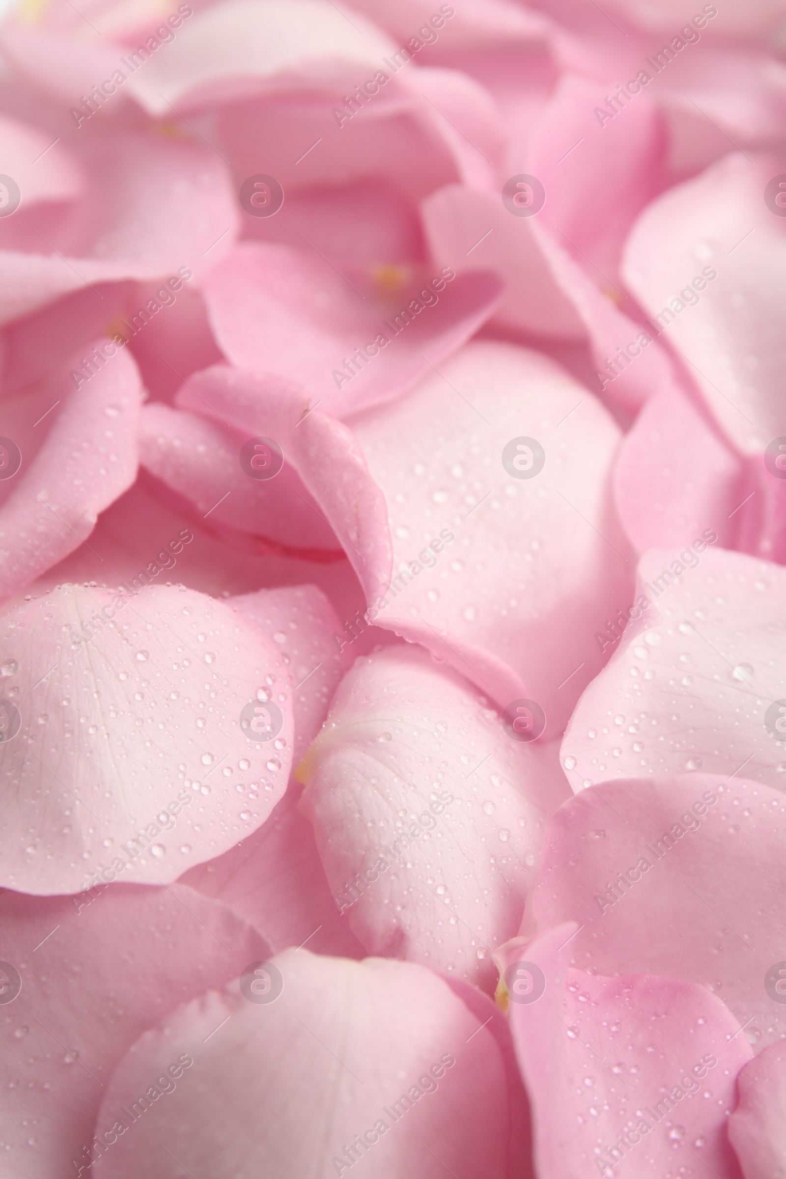 Photo of Pile of fresh pink rose petals with water drops as background, closeup