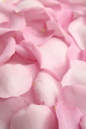 Photo of Pile of fresh pink rose petals with water drops as background, closeup