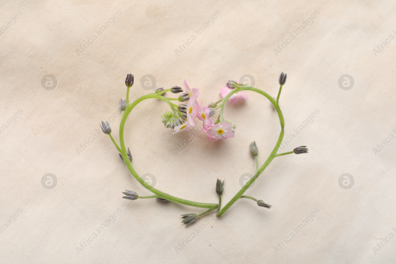 Photo of Heart of beautiful pink forget-me-not flowers on light background, flat lay