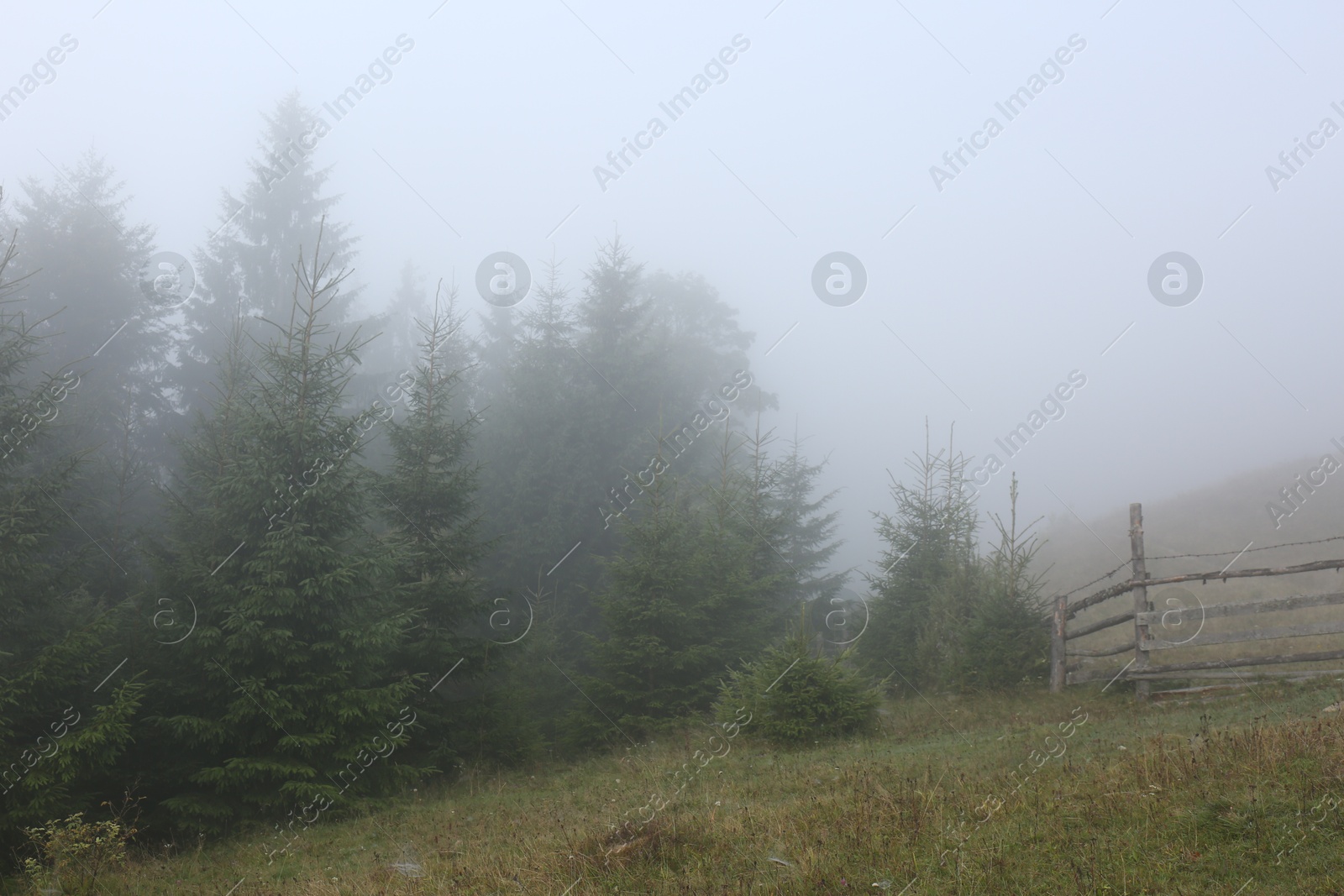 Photo of Wooden fence near forest covered with fog