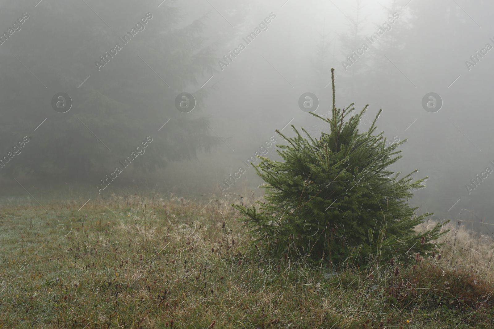 Photo of Picturesque view of foggy forest. Beautiful landscape