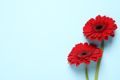 Photo of Beautiful bright red gerbera flowers on light blue background, flat lay. Space for text