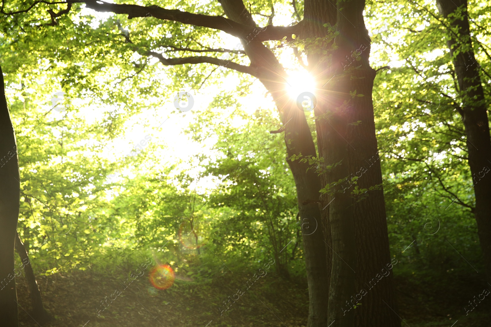 Photo of Sun shining through tree crown in forest