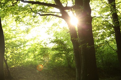 Photo of Sun shining through tree crown in forest