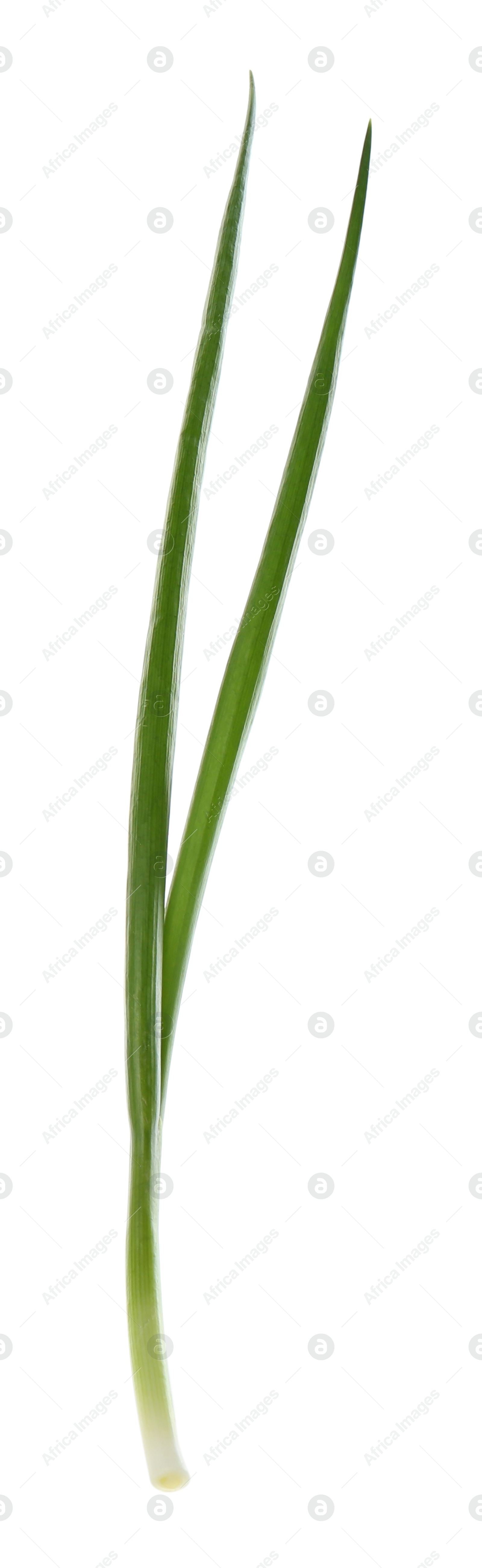 Photo of One fresh green onion isolated on white