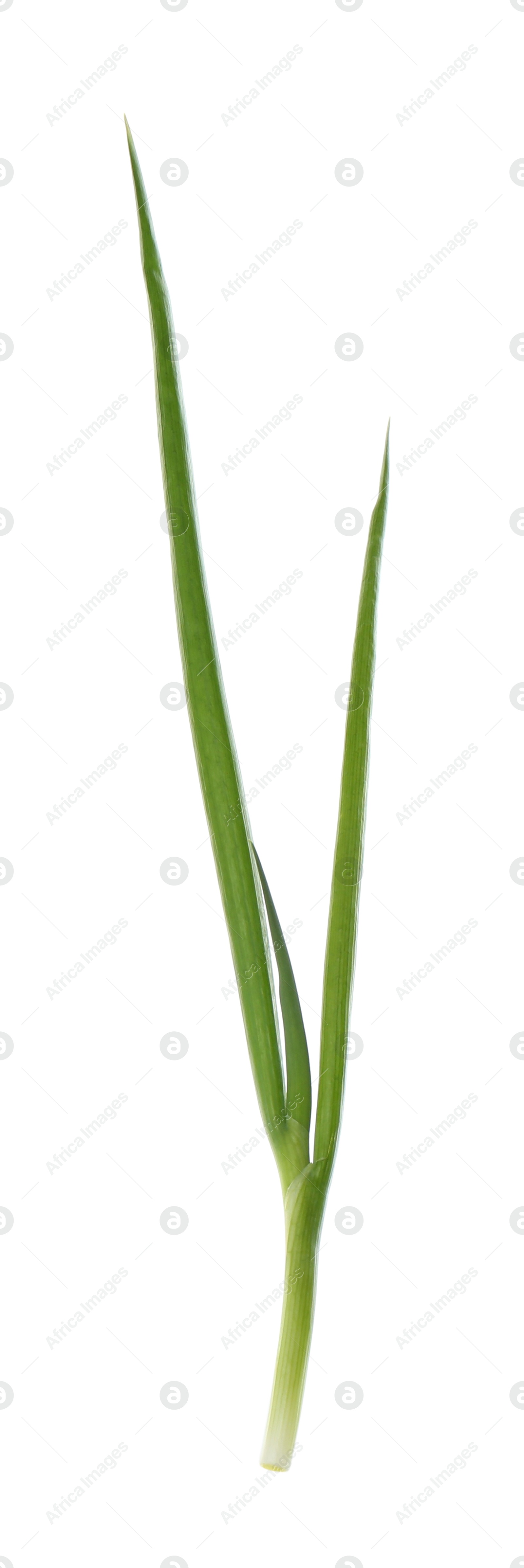 Photo of One fresh green onion isolated on white