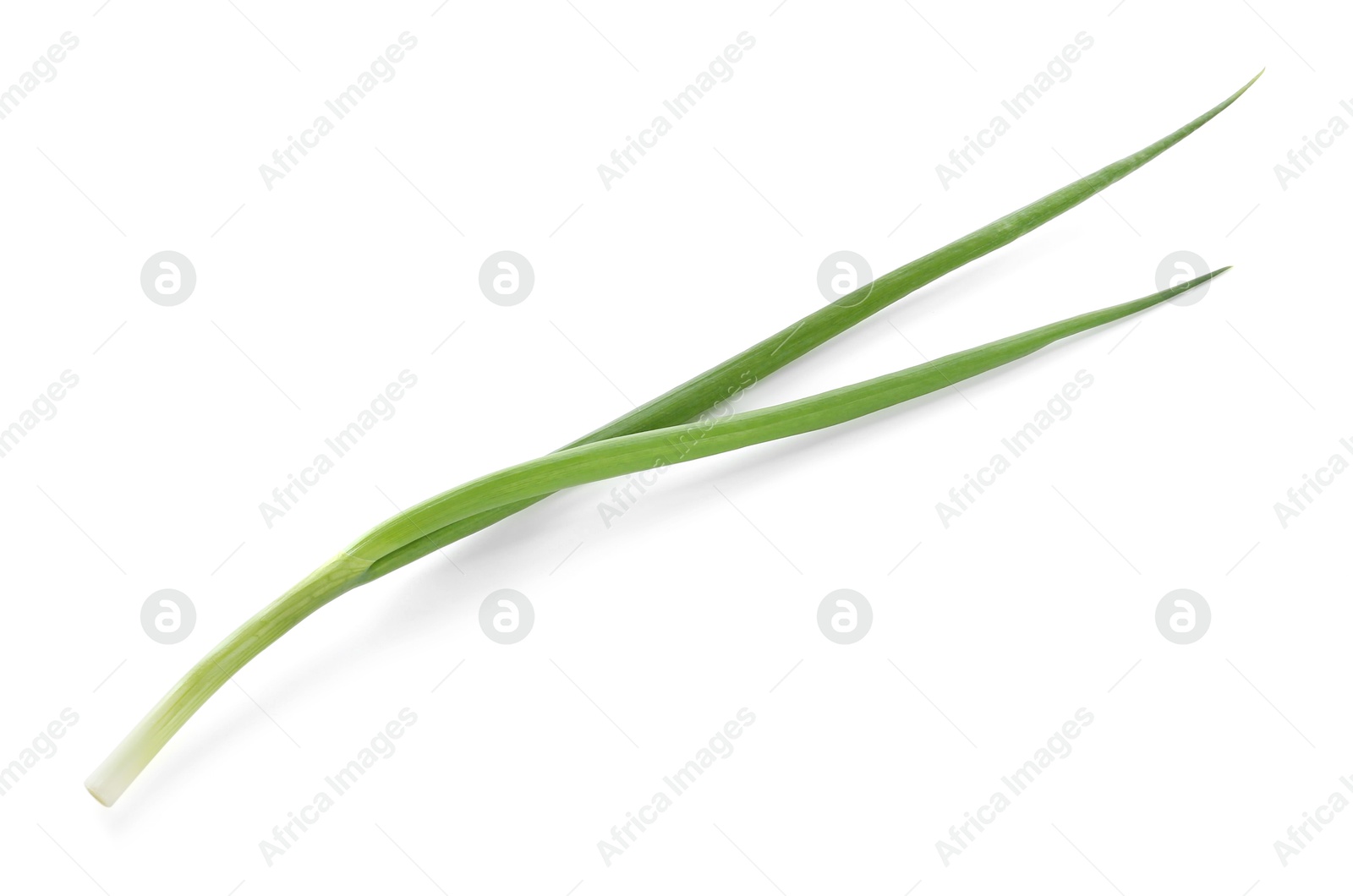 Photo of One fresh green onion isolated on white