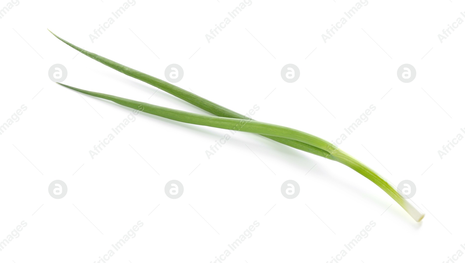 Photo of One fresh green onion isolated on white