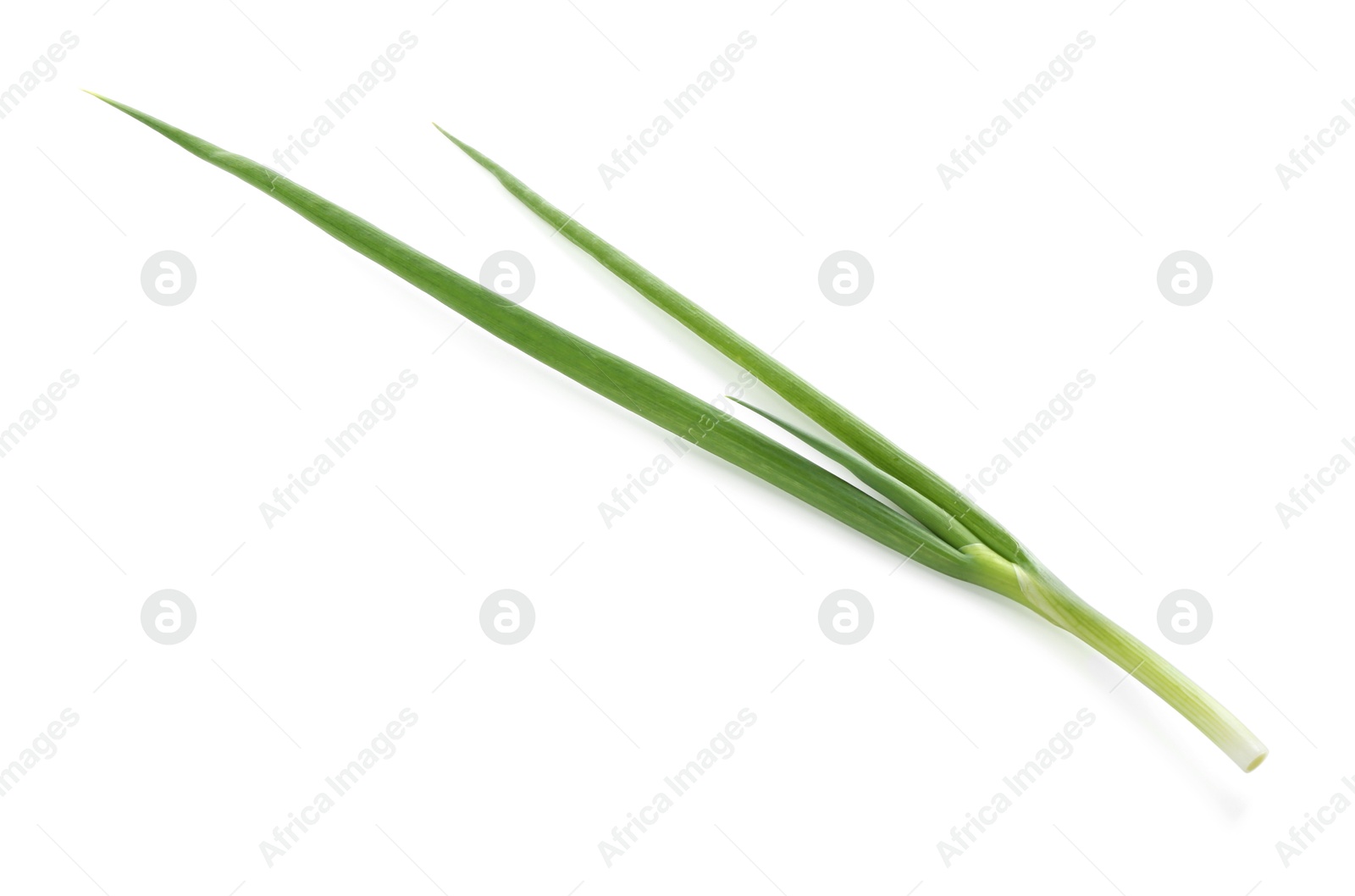 Photo of One fresh green onion isolated on white