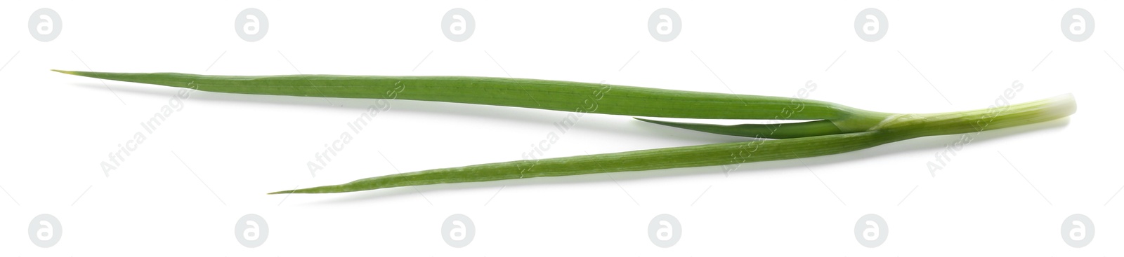 Photo of Fresh ripe green onion isolated on white