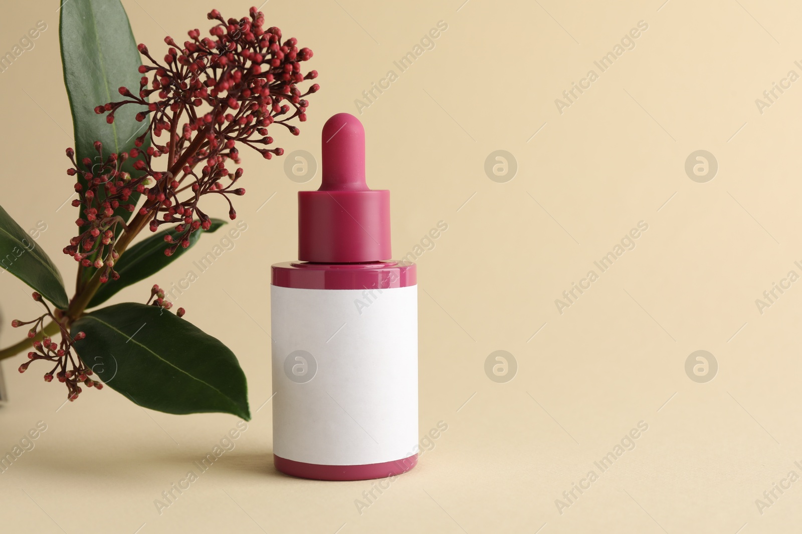 Photo of Bottle of skin care product and skimmia plant on beige background, space for text