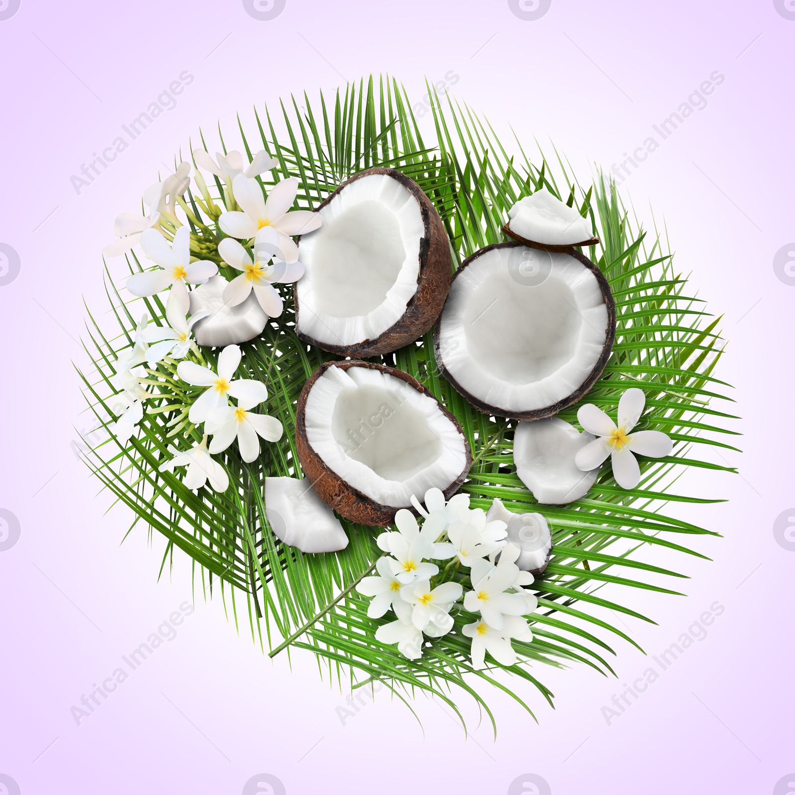 Image of Coconuts, tropical flowers and leaves on light violet background