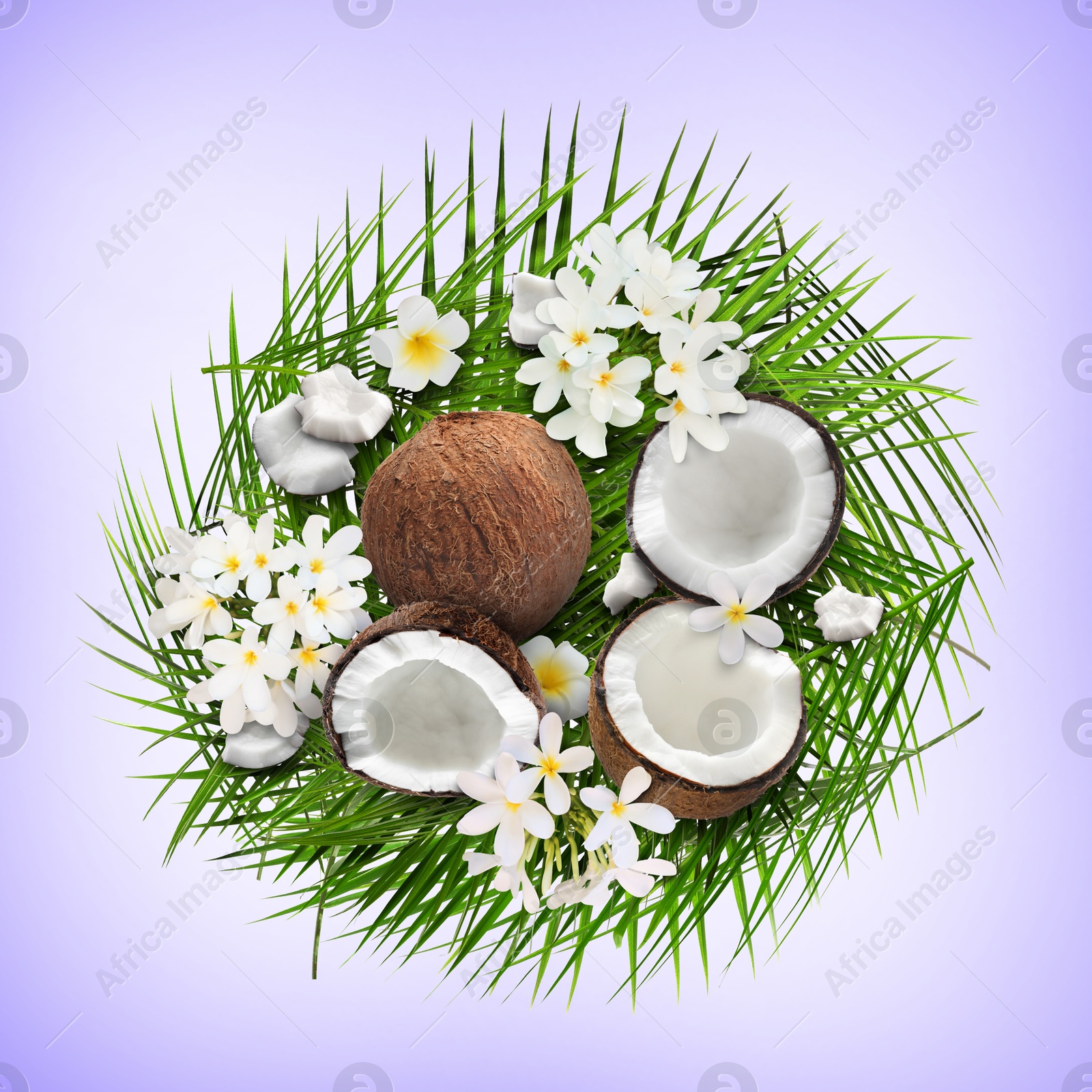 Image of Coconuts, tropical flowers and leaves on light violet blue background