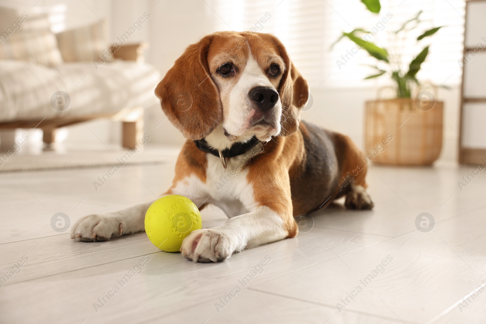 Photo of Cute dog playing with toy at home. Adorable pet