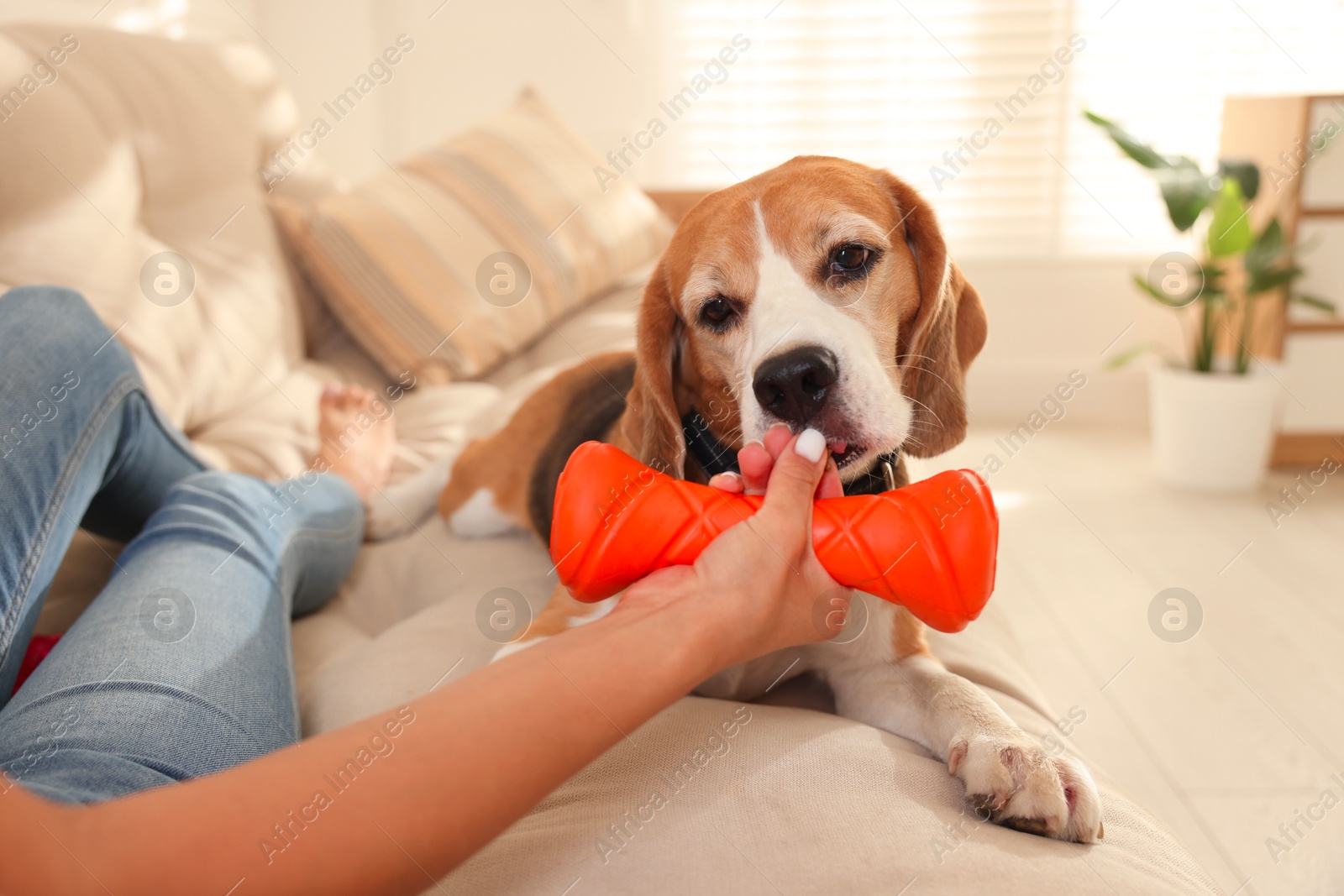 Photo of Owner giving toy to cute dog at home, closeup. Playing with pet