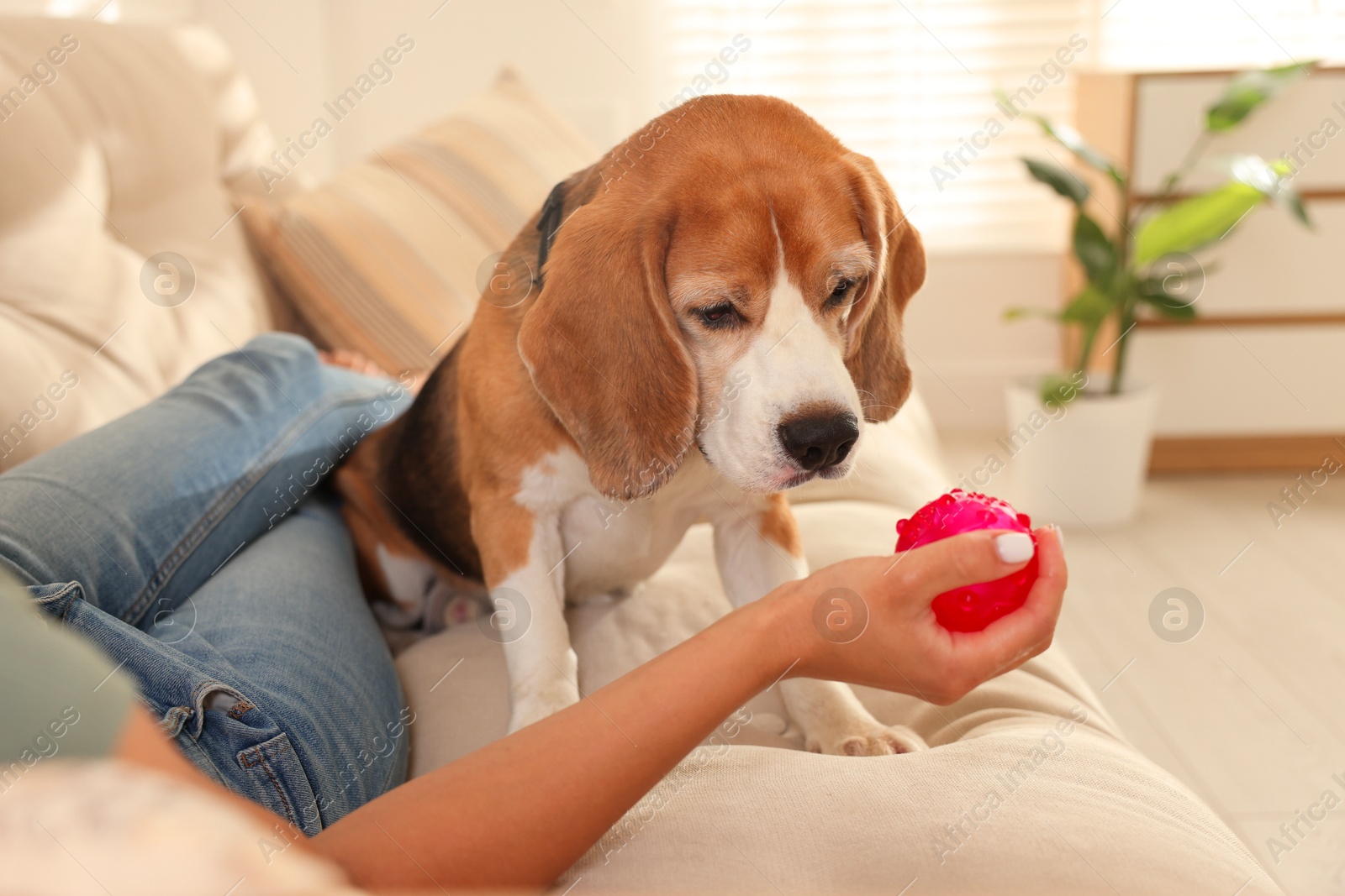 Photo of Owner giving toy to cute dog at home, closeup. Playing with pet