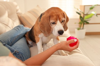 Photo of Owner giving toy to cute dog at home, closeup. Playing with pet