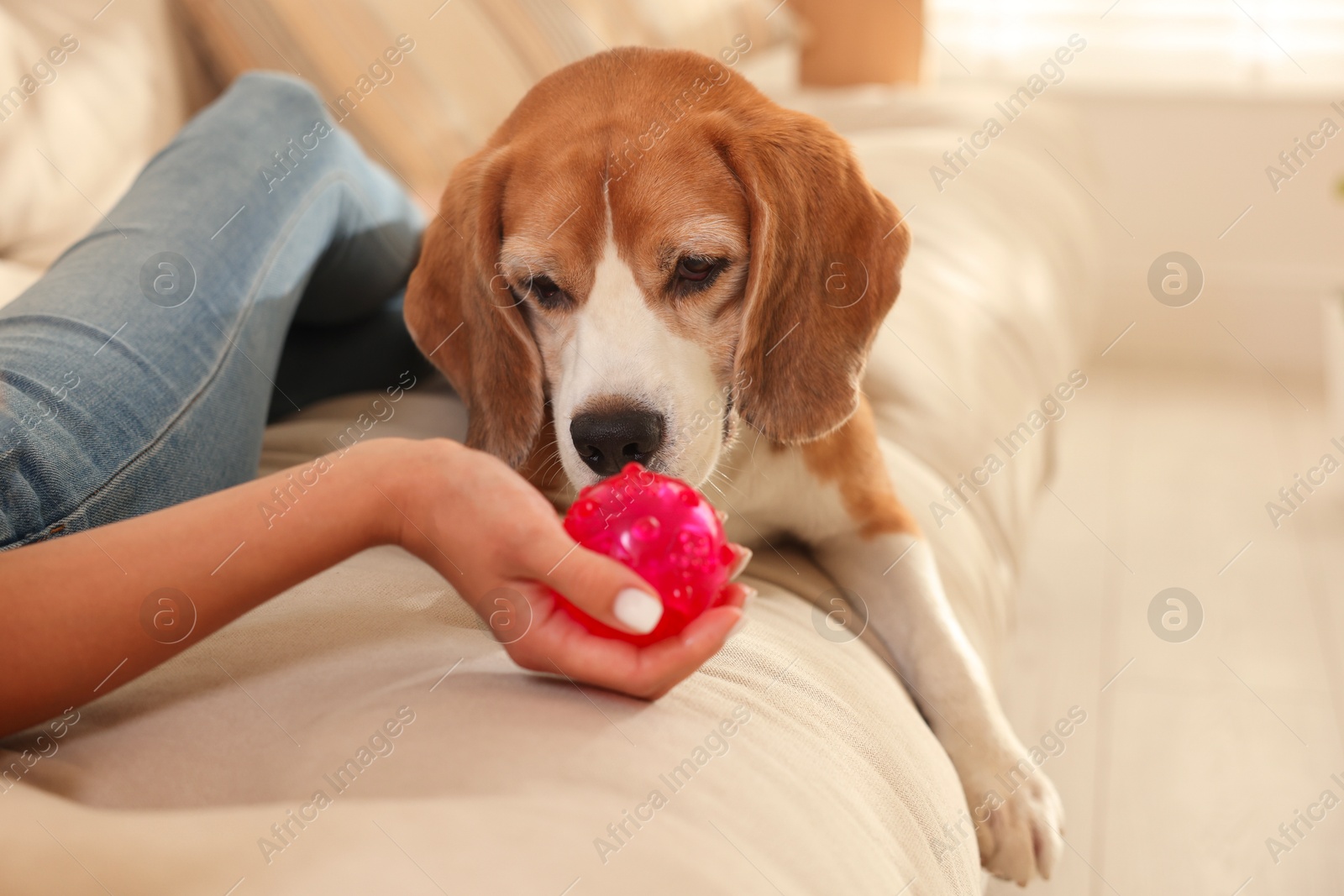 Photo of Owner giving toy to cute dog at home, closeup. Playing with pet