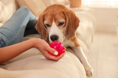 Photo of Owner giving toy to cute dog at home, closeup. Playing with pet