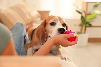 Photo of Owner giving toy to cute dog at home, closeup. Playing with pet