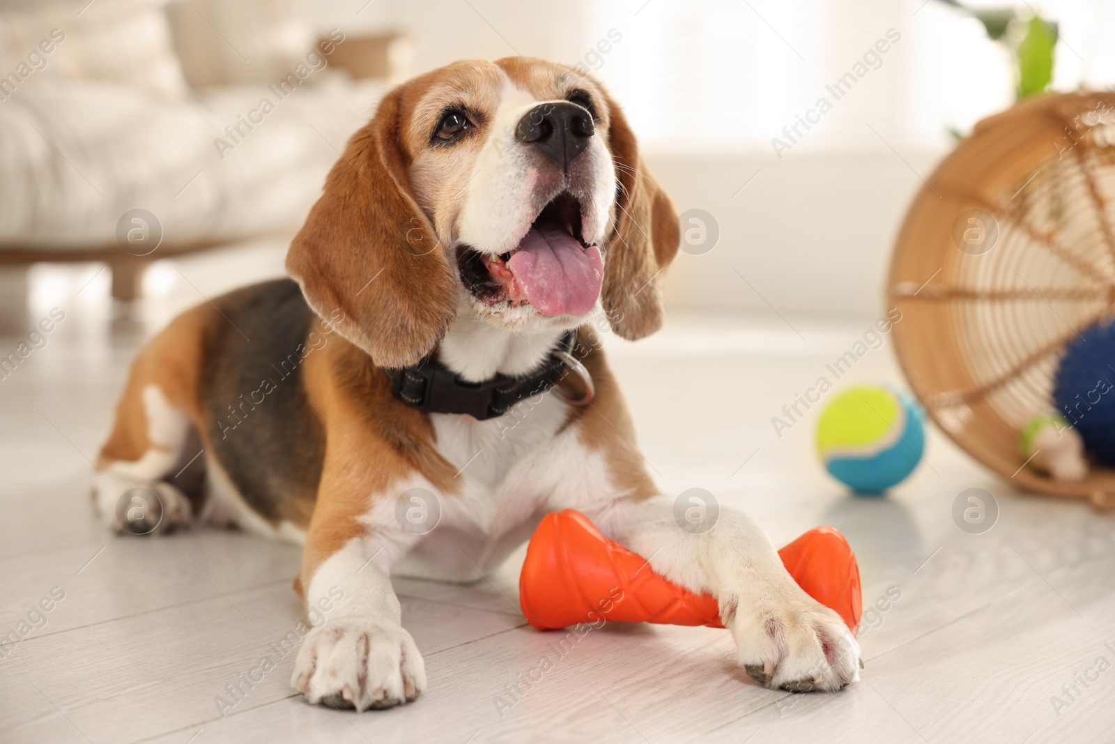 Photo of Cute dog playing with toy at home. Adorable pet