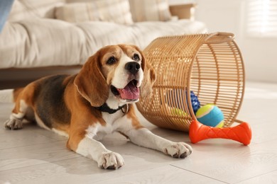 Photo of Cute dog playing with toy at home. Adorable pet