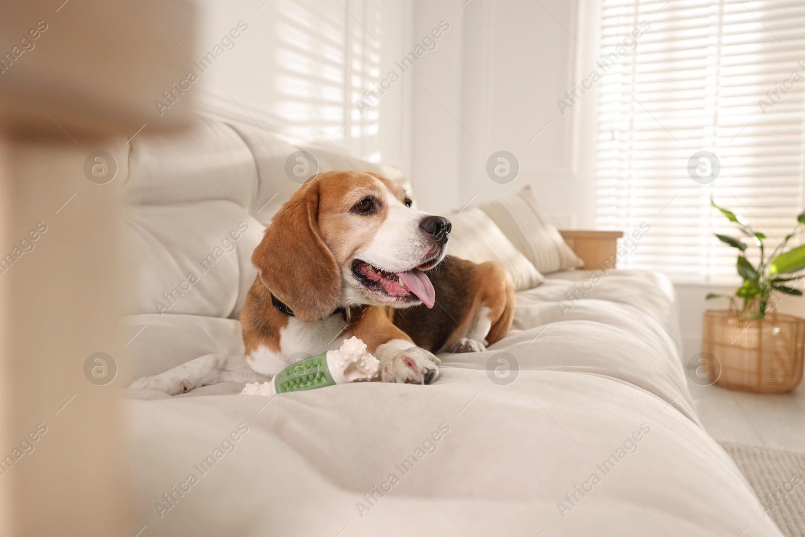 Photo of Cute dog playing with toy on sofa at home. Adorable pet