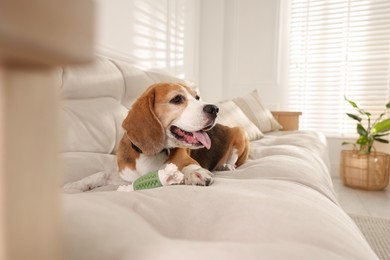 Photo of Cute dog playing with toy on sofa at home. Adorable pet