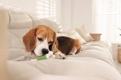 Photo of Cute dog playing with toy on sofa at home. Adorable pet