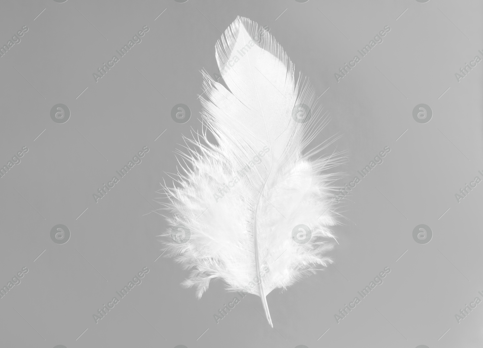 Photo of One white feather on light grey background