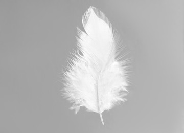 Photo of One white feather on light grey background