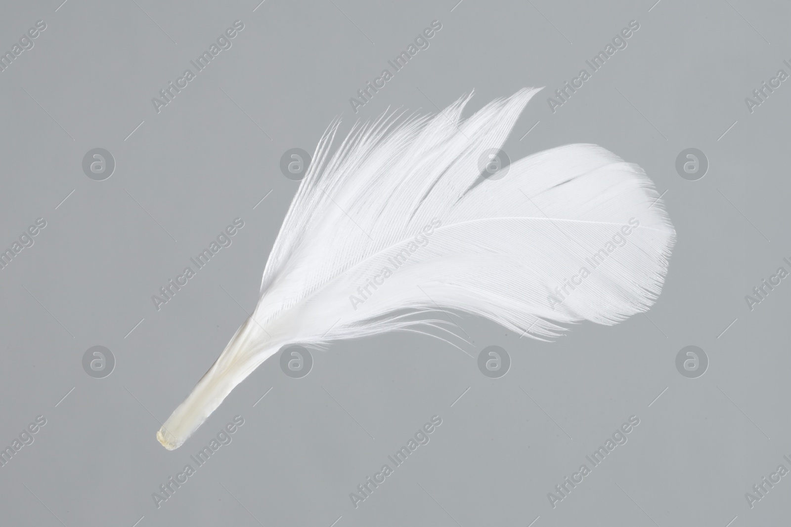 Photo of One white feather on light grey background