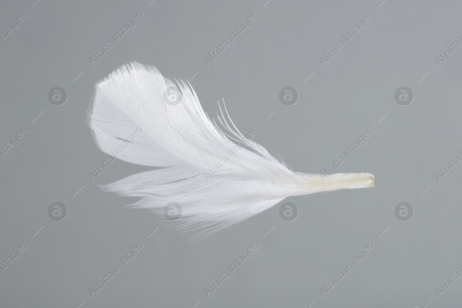 Photo of One white feather on light grey background