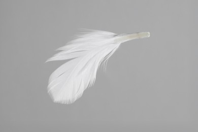 Photo of One white feather on light grey background