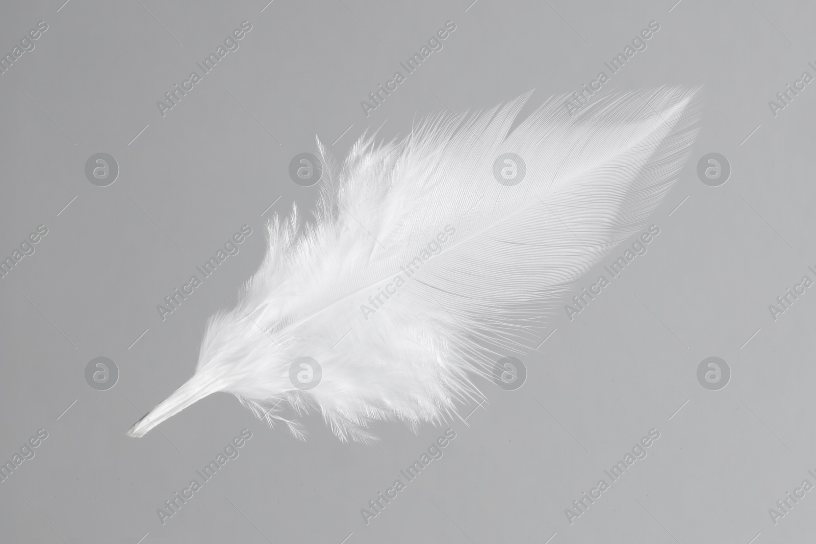 Photo of One white feather on light grey background