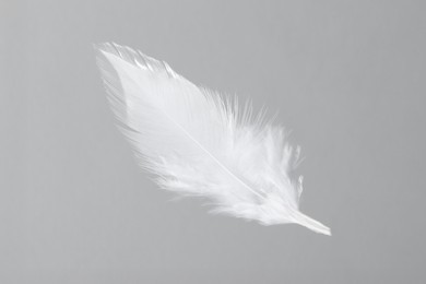 Photo of One white feather on light grey background