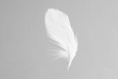 Photo of One white feather on light grey background