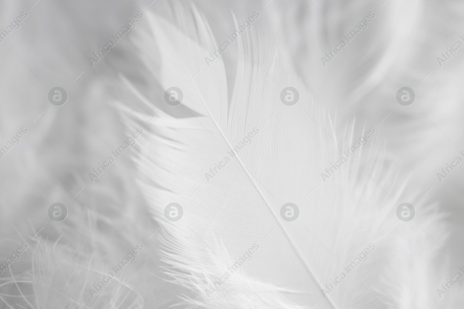 Photo of Many beautiful feathers as background, closeup view