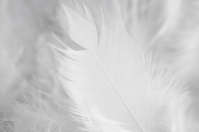 Photo of Many beautiful feathers as background, closeup view