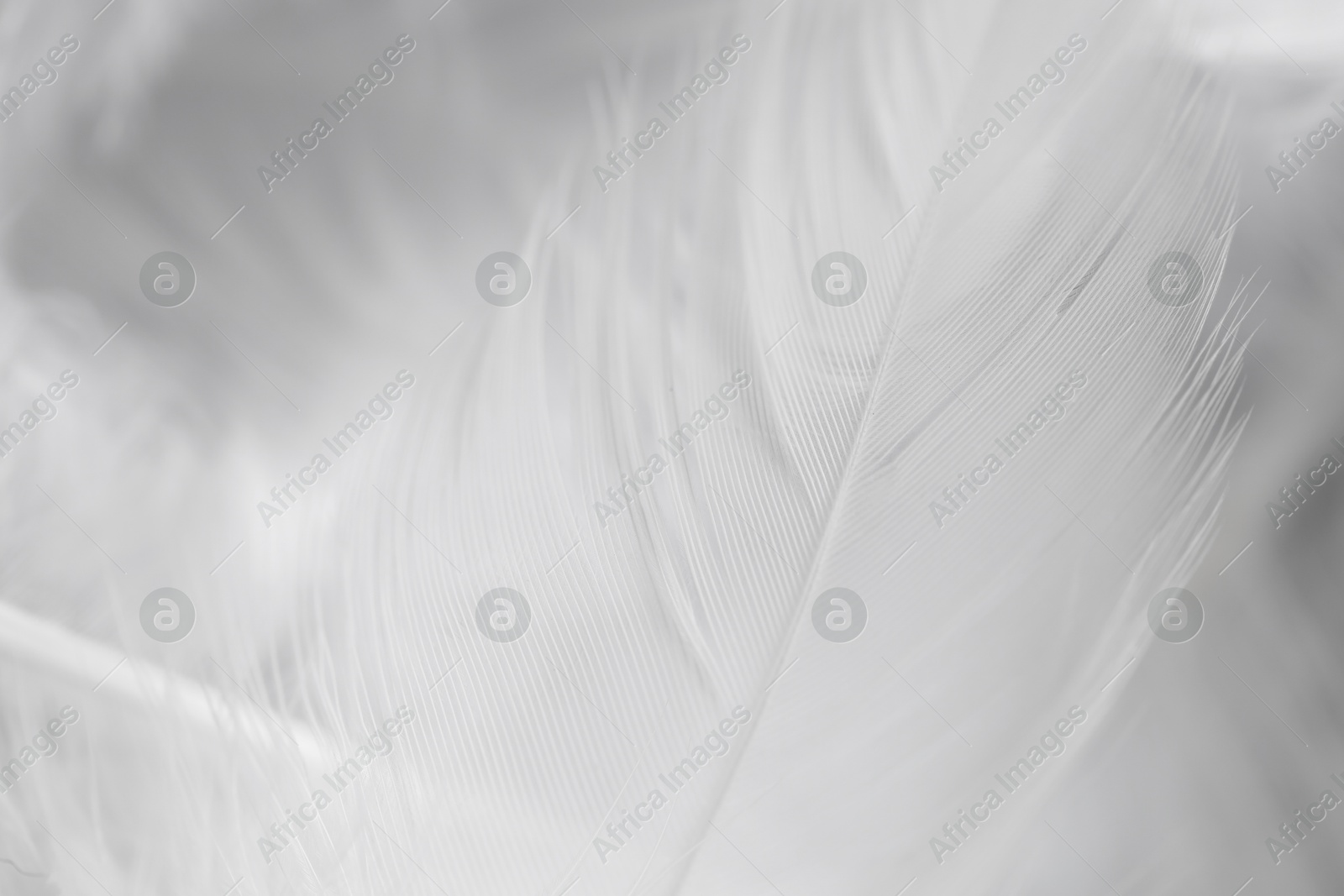 Photo of Beautiful white feathers as background, closeup view